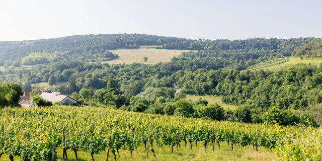 Balade Hautes Cotes de Nuits