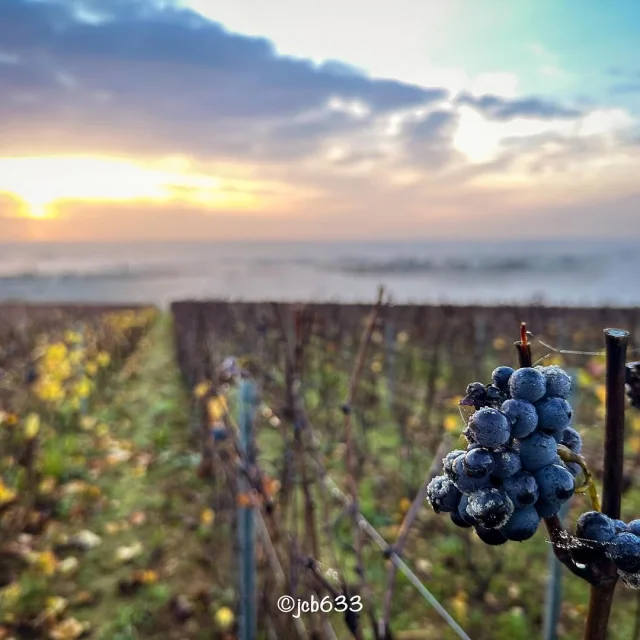 Instagram #routedesgrandscrusdebourgogne