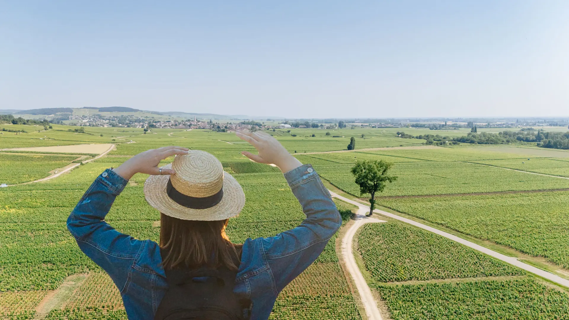 Vue Vignes Meursault