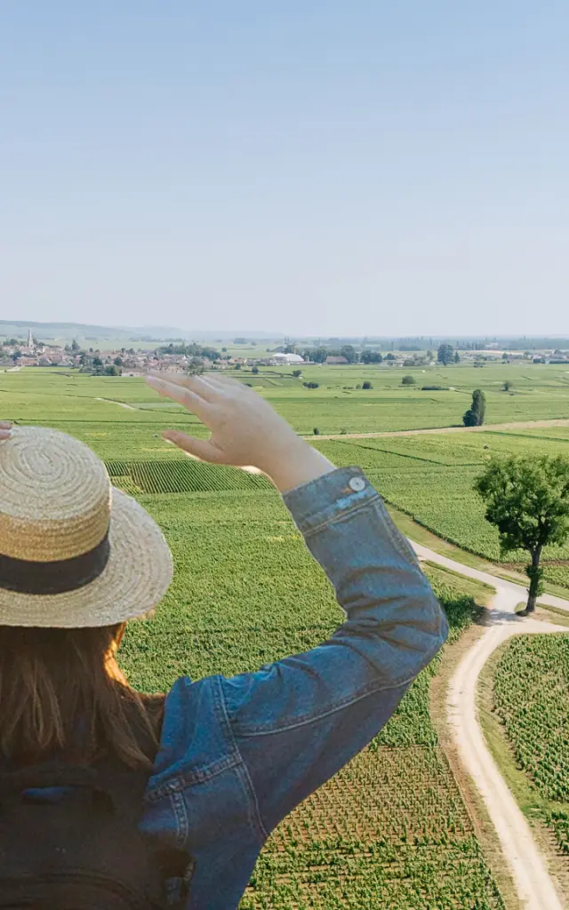 Vue Vignes Meursault