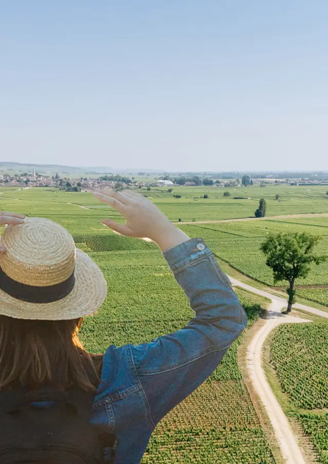 View of Meursault vineyards