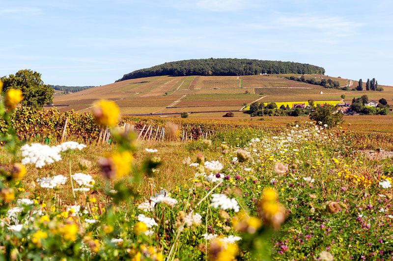 Colline de Corton