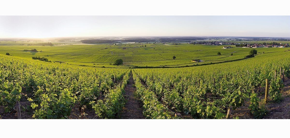 Vignoble au printemps - Morey-Saint-Denis