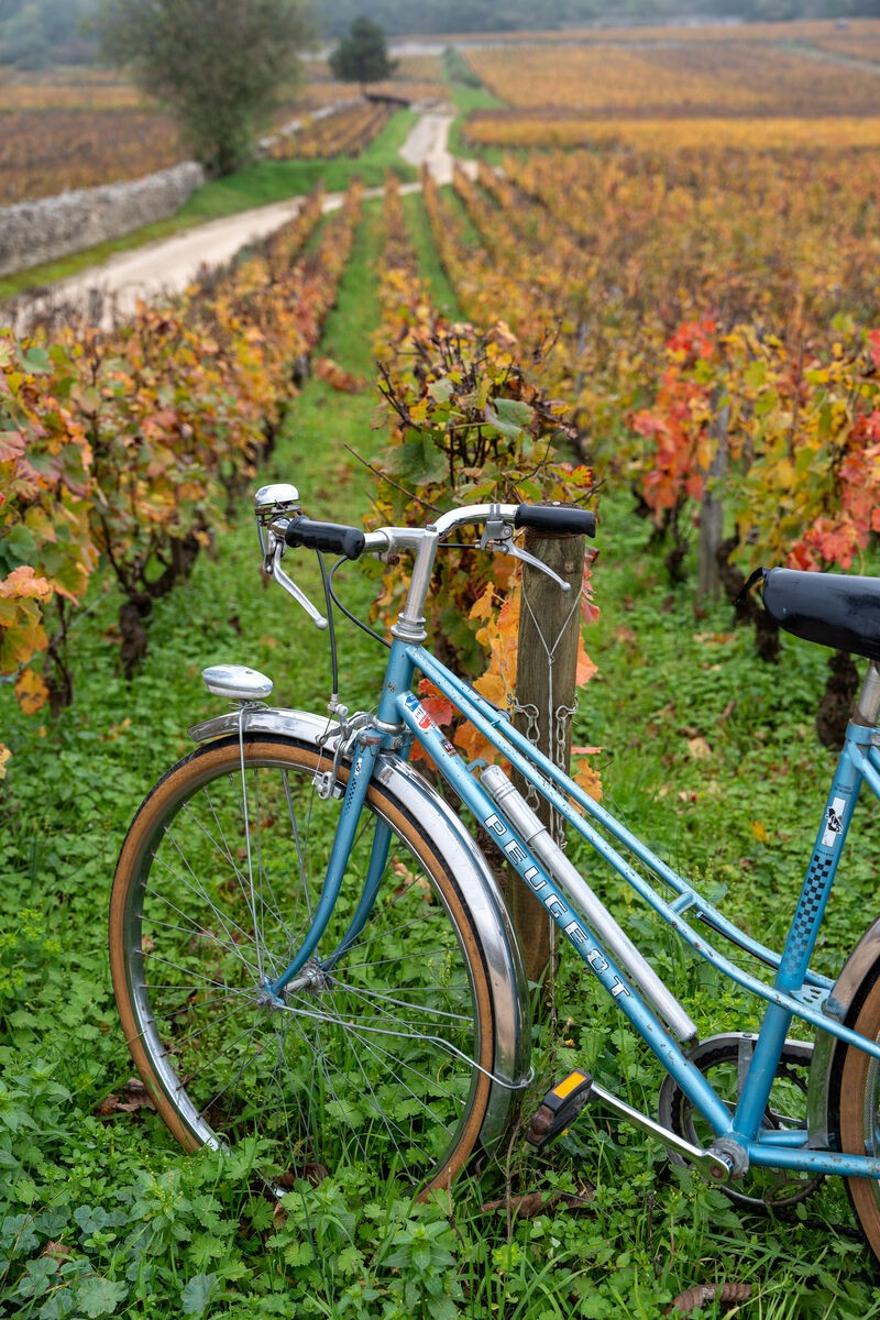 Balade à vélo dans les vignes, en automne, Morey-Saint-Denis