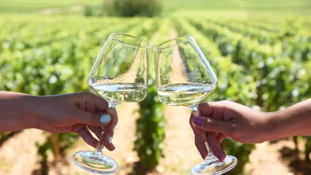 Dégustation dans les vignes