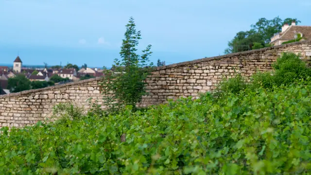Chenôve sur la Route des Grands Crus de Bourgogne 