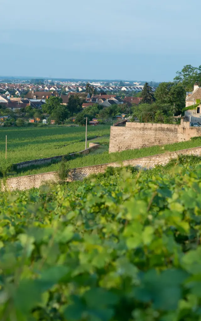 Chenôve sur la Route des Grands Crus de Bourgogne 