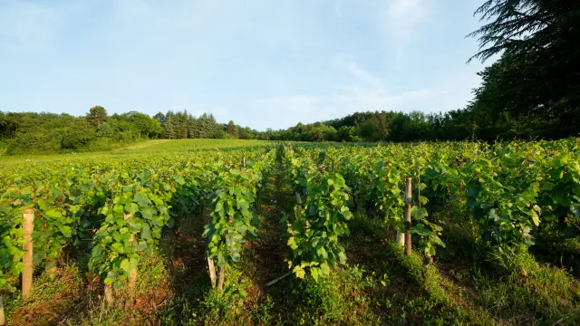 Vignes de Chenôve sur la Route des Grands Crus de Bourgogne