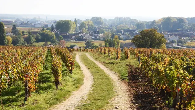 Route des Grands Crus de Bourgogne en automne