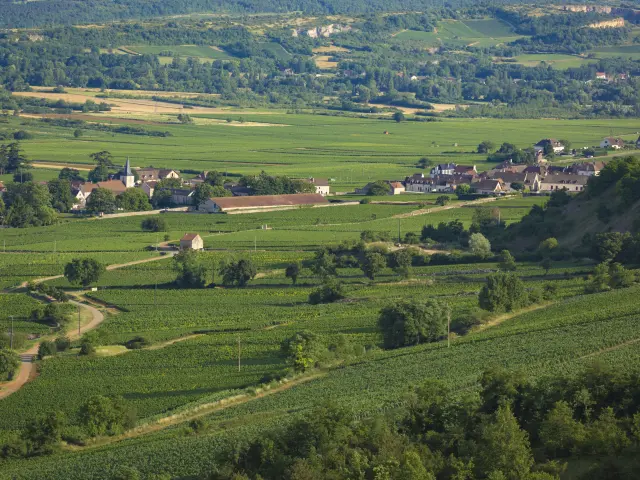 Chassagne Montrachet Bivb Aurelien Ibanez 1