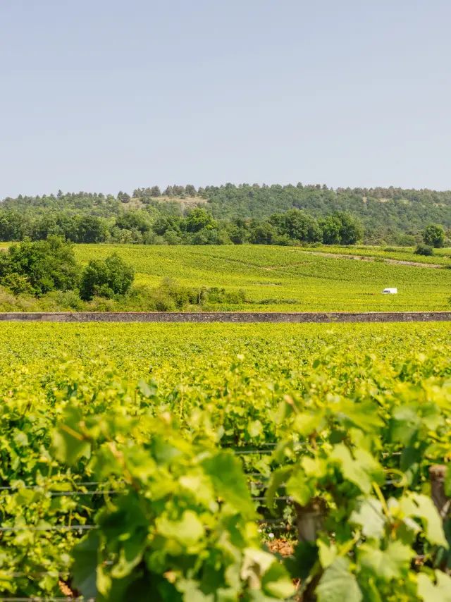 Vignes entre Puligny-Montrachet et Chassagne-Montrachet