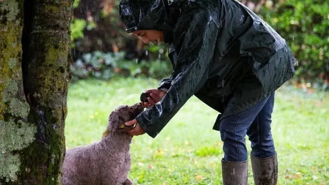 Démonstration de cavage - Truffes de Bourgogne