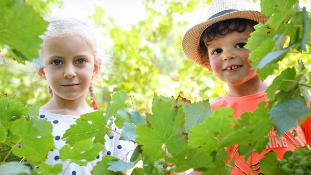 Niños en los viñedos