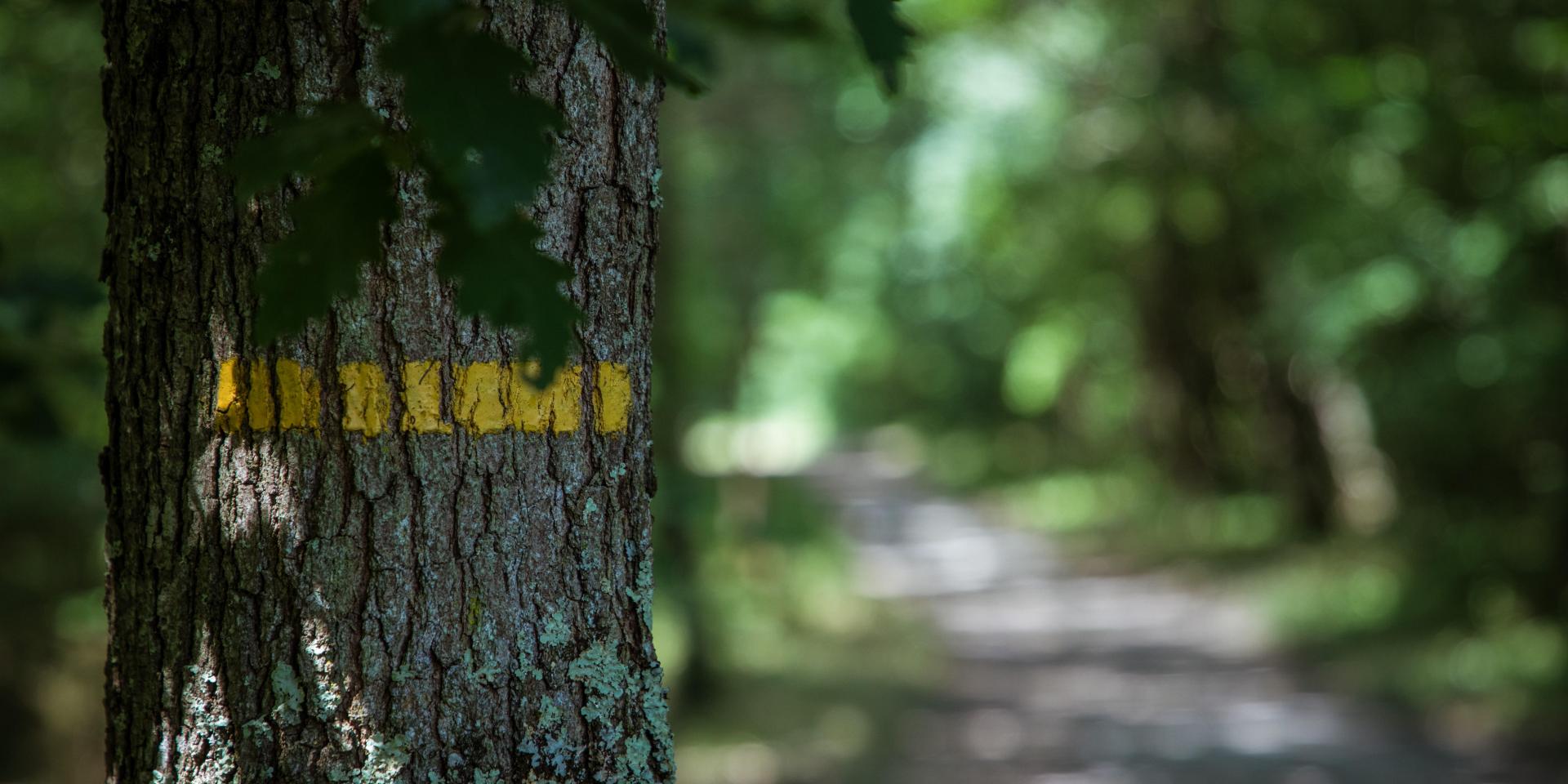 Balise sentier de randonnée forêt de Montech