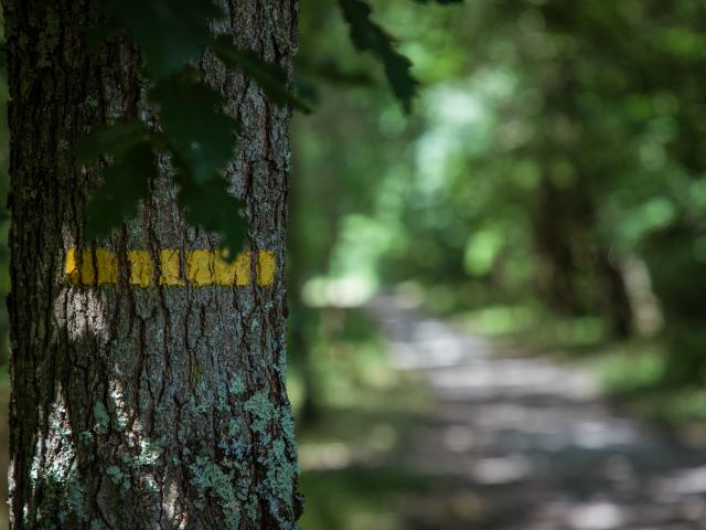 Markierung Wanderweg Wald von Montech