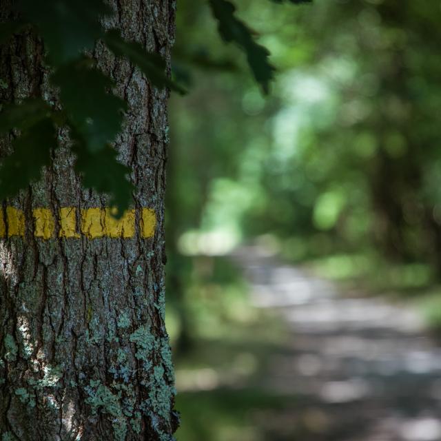 Markierung Wanderweg Wald von Montech