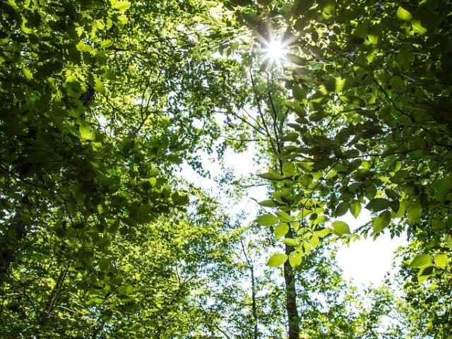 Bosque Agre de Montech
