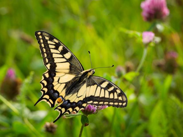Mariposa Machaon