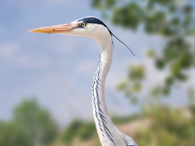 Una garza en su roca