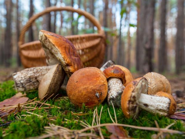 Cesta de setas porcini
