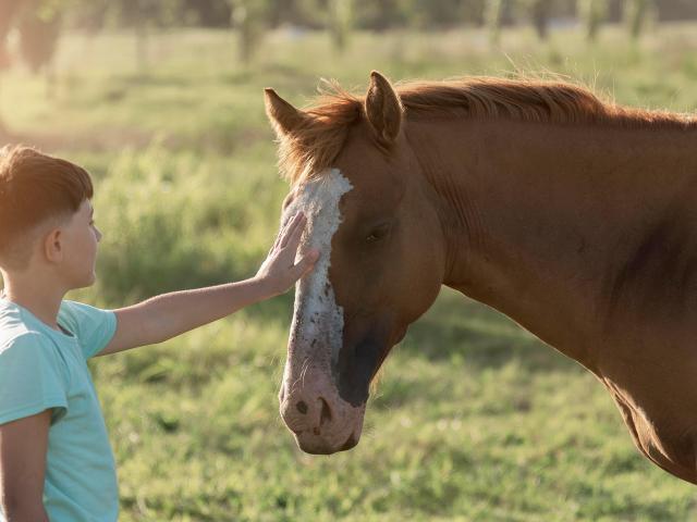 Ein Kind, das ein Pferd streichelt