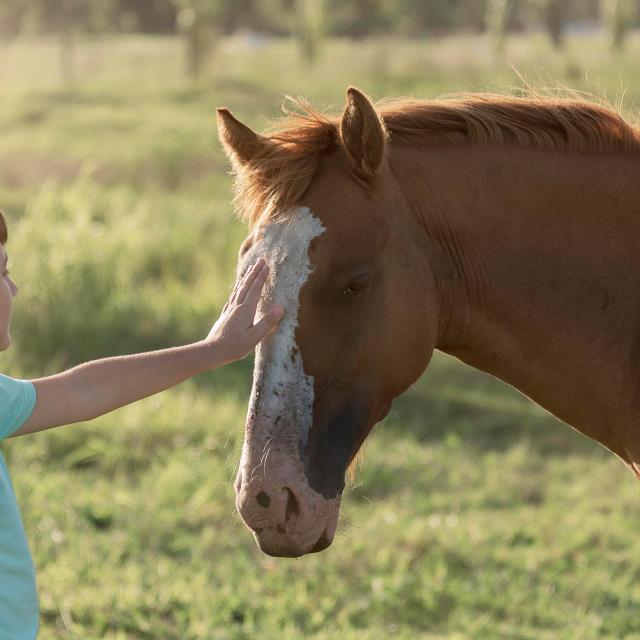 Ein Kind, das ein Pferd streichelt