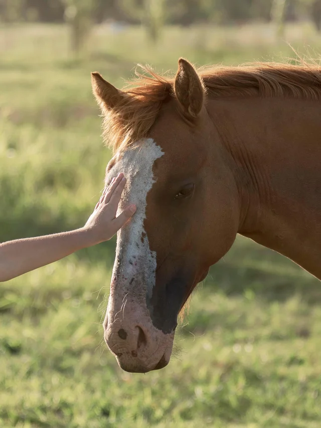 Un enfant caressant un cheval