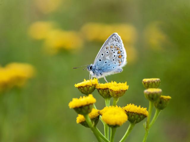 Mariposa azul común