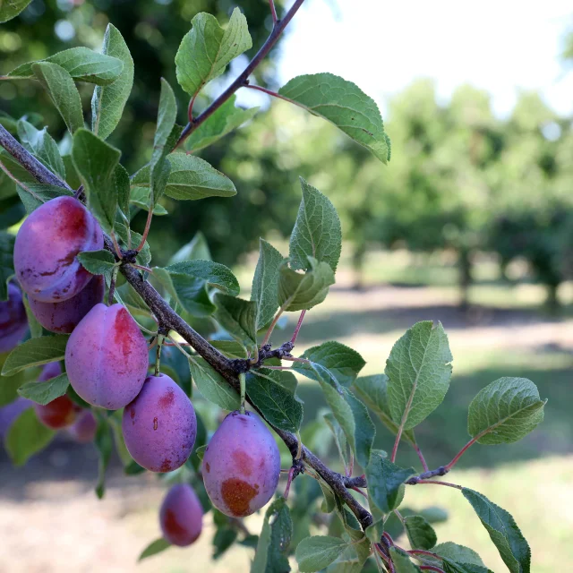 Prune