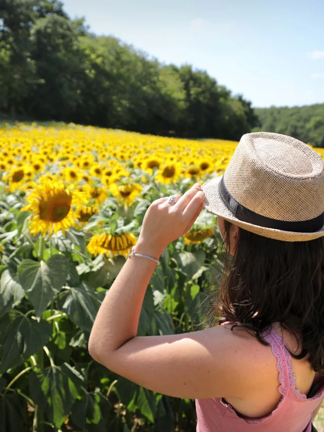 Paisaje Girasoles Lot Et Tolzac Jerome Morel 1.jpg