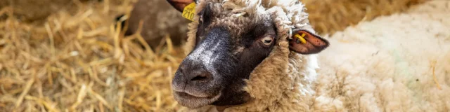 Feria Agricole Villeneuve Sur Lot Cedric Vlemmings 9 Min