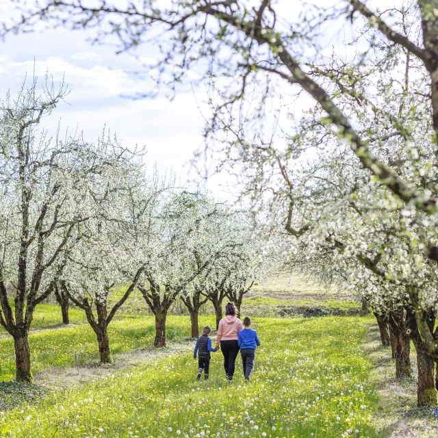 Pruniers En Fleurs