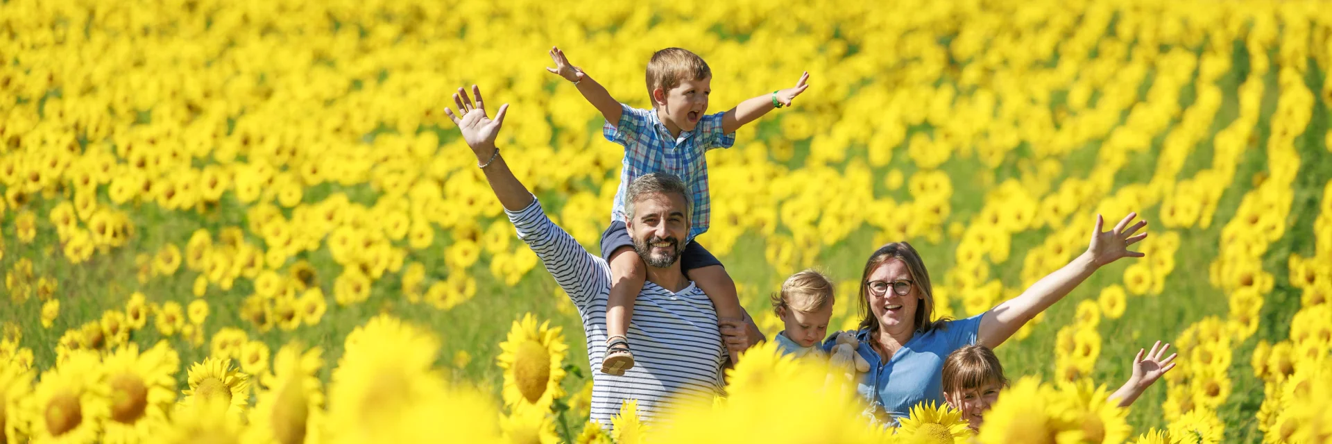 Champs de tournesols