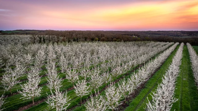 Pruniers en fleurs, Vallée du Lot