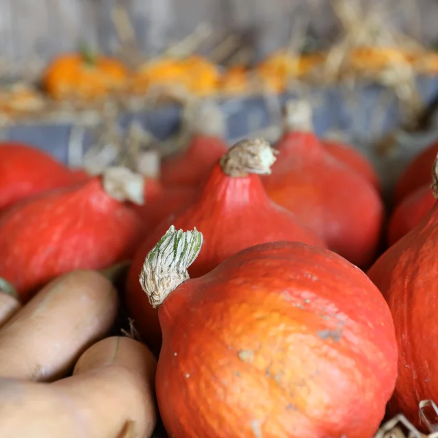 Légumes d'automne, Ferme des Tuileries à Fongrave