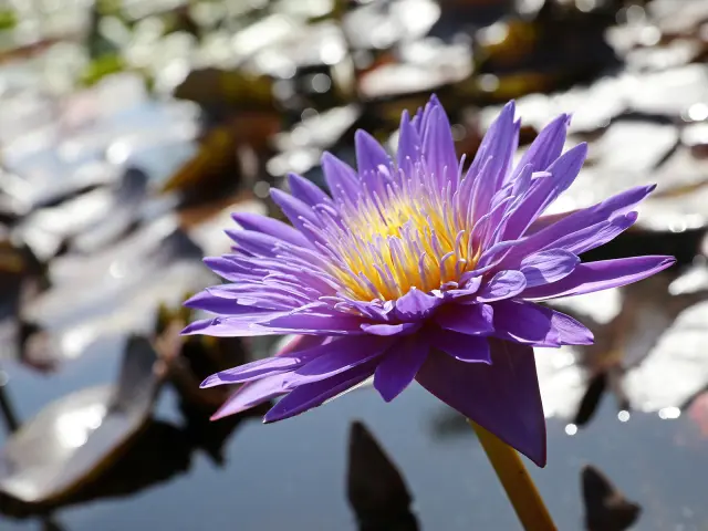 Jardin Des Nenuphars Latour Marliac Jerome Morel