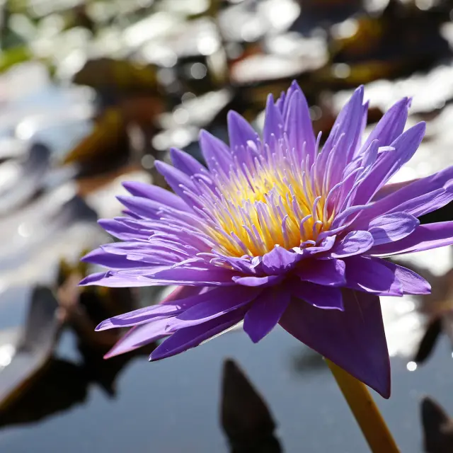 Jardin Des Nenuphars Latour Marliac Jerome Morel