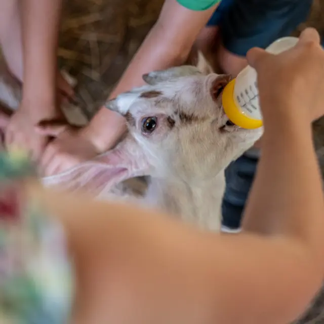 Ferme Du Chaudon Magique Brugnac Chaudron Magique
