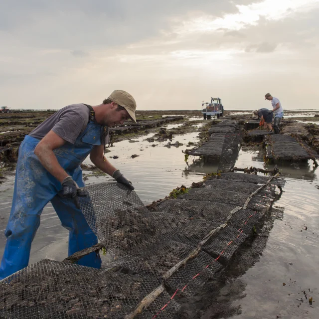 ROMAIN LENFANT AND HIS SISTER SARAH GROW BOUCHOT MUSSELS AND OYSTERS. BRICQUEVILLE, NORMANDY, FRANCE , SEPTEMBER 2016.