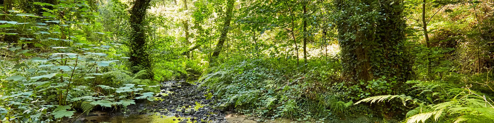 La forêt de la vallée du Lude à Carolles