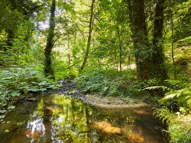 La forêt de la vallée du Lude à Carolles