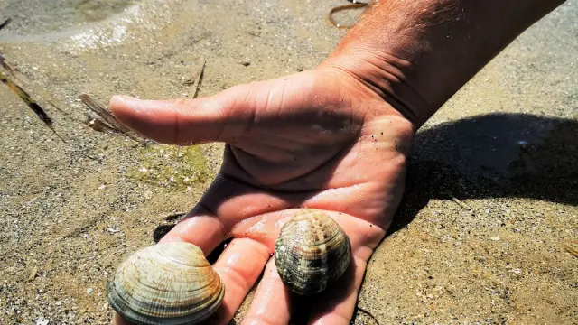 Peche A La Palourde Sur La Plaine De Retin A Chausey