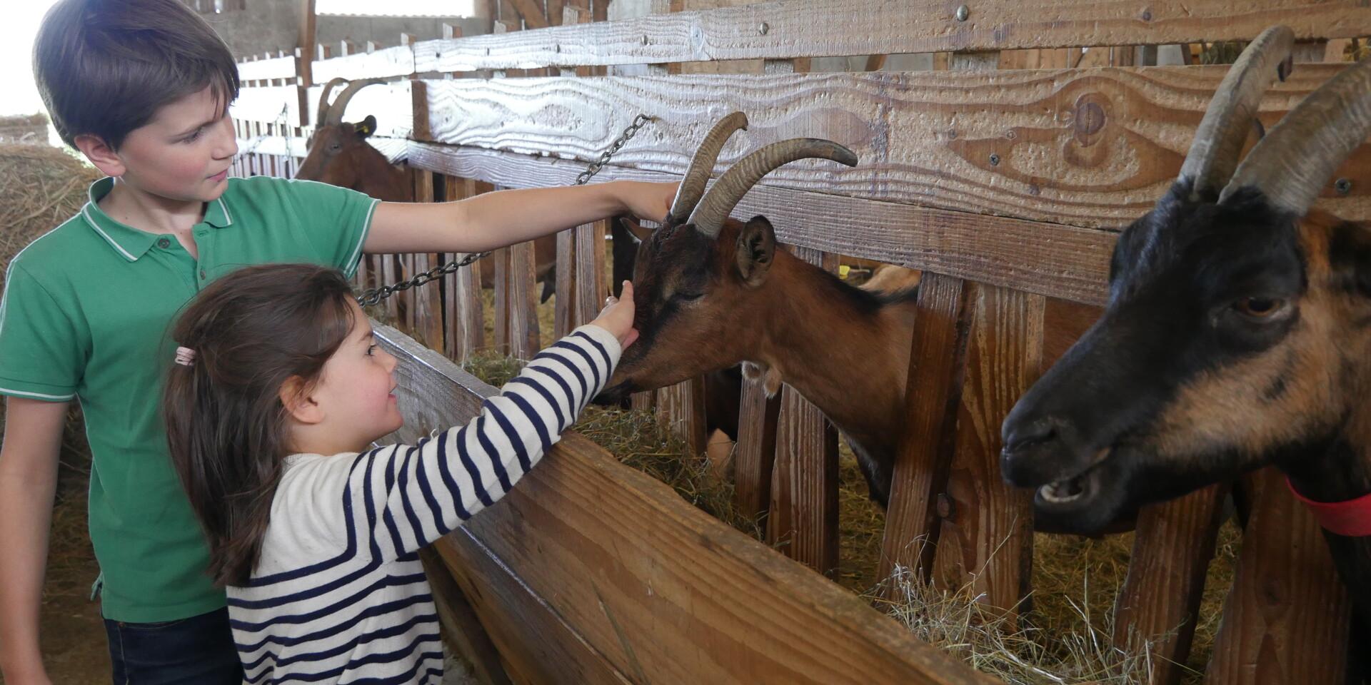 C'est toi le fermier at Ferme de la Chèvre Rit as part of the Festi'Récré festival