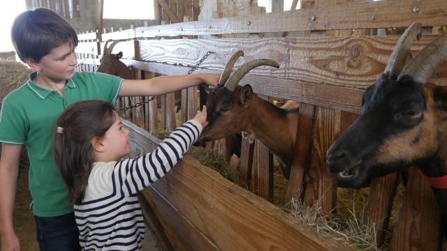 C'est toi le fermier à la Ferme de la Chèvre Rit im Rahmen des Festi'Récré-Festivals