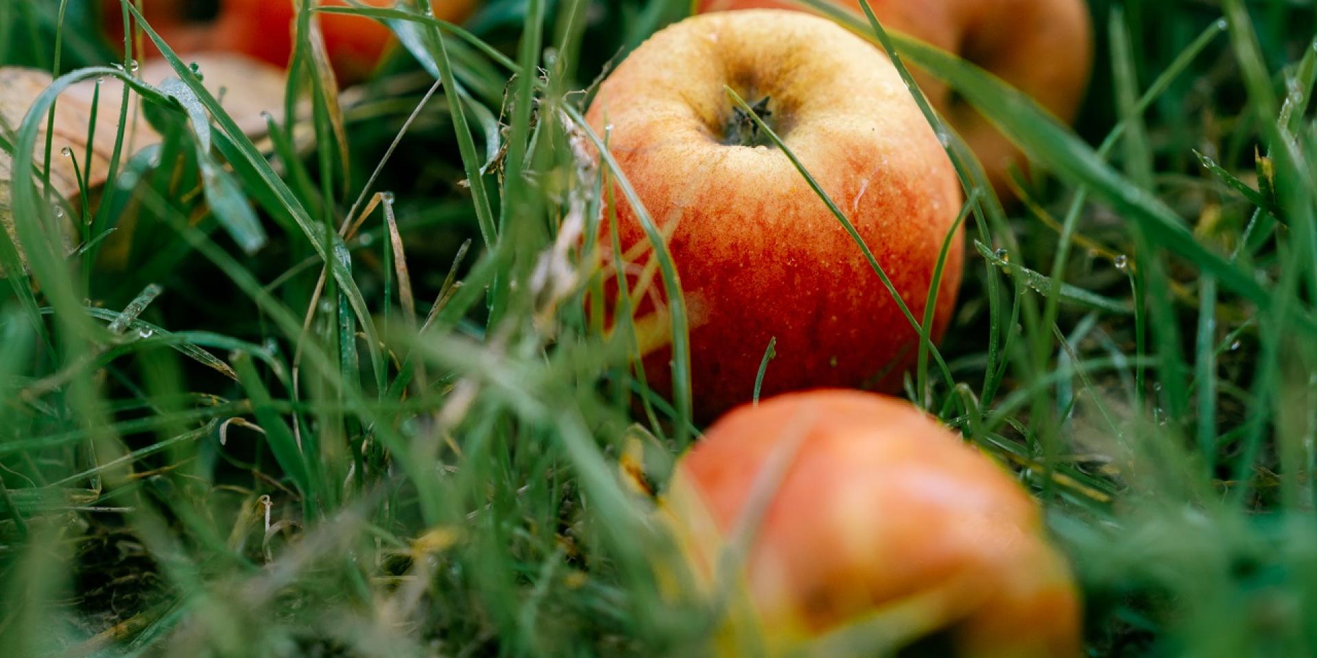 Apples from Château de Chanteloup