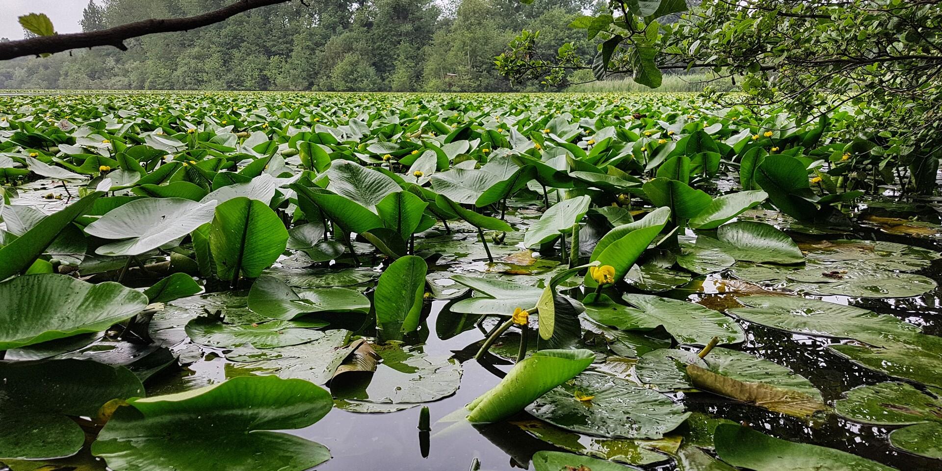 Water lilies in the Bouillon pond in Jullouville