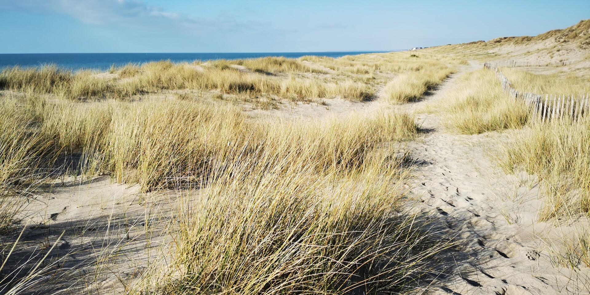Die Dünen von Bréville-sur-Mer, ein Naturschutzgebiet