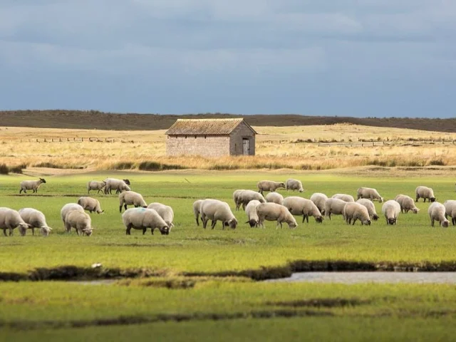 Moutons de prés-salés dans le havre de la Vanlée