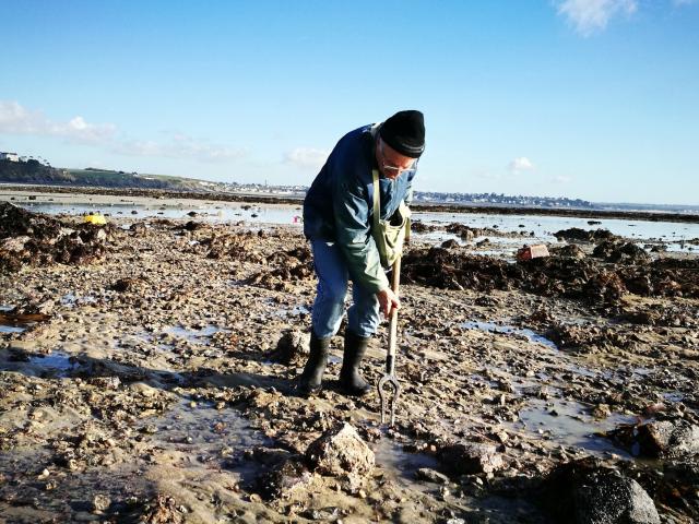 Pêche à pied au picot
