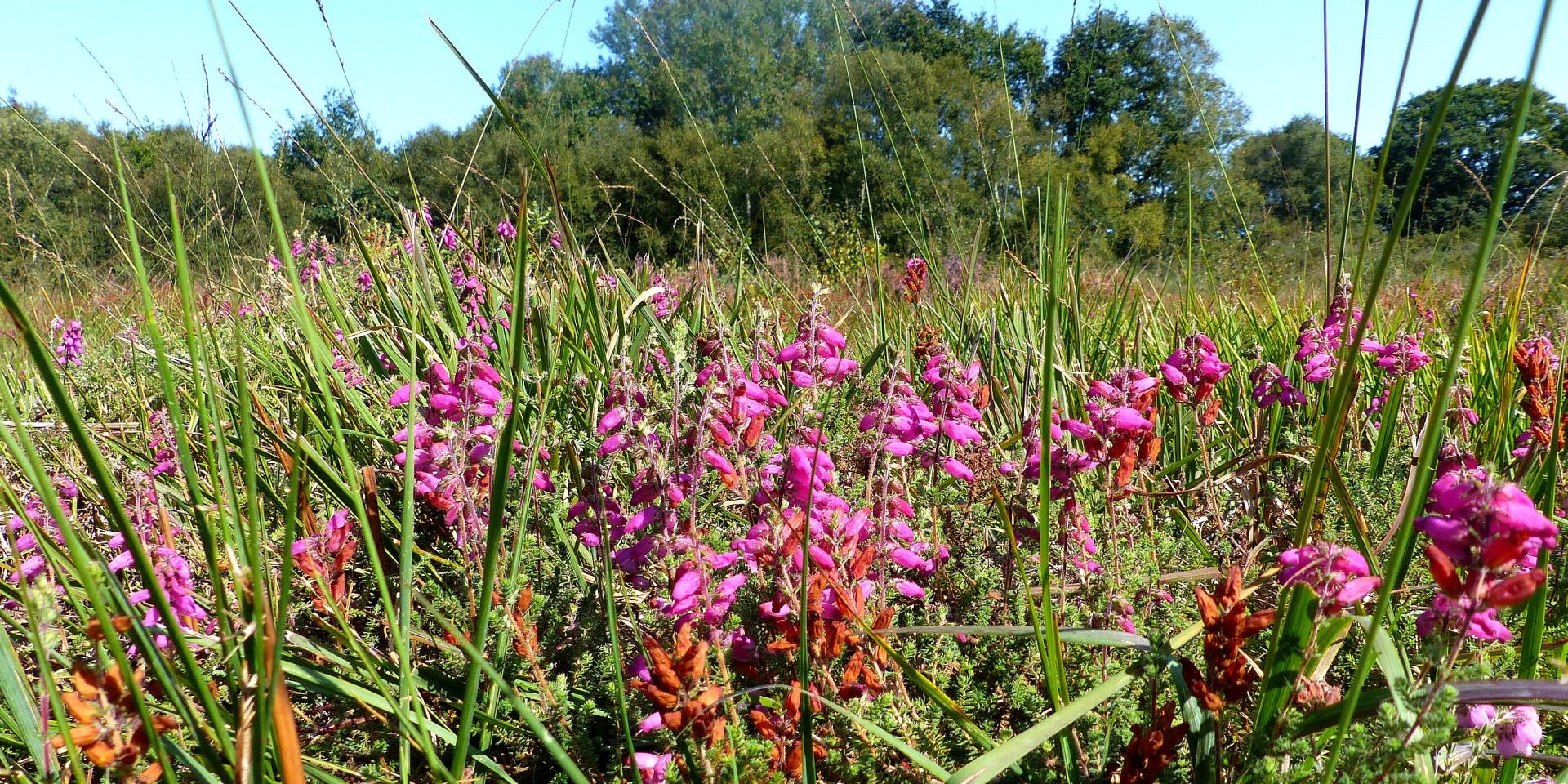 Flowering vegetation on the Cent Vergées peat moorland